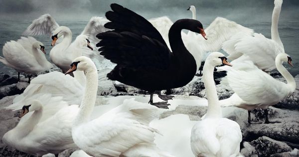 We Make others' #BlackSwans Your #WhiteSwans ™: Join Our Networks!